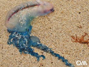 Qualle am Strand von Fuerteventura