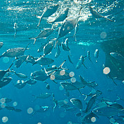 Fuerteventuras Unterwasserwelt bei Bootsausflügen